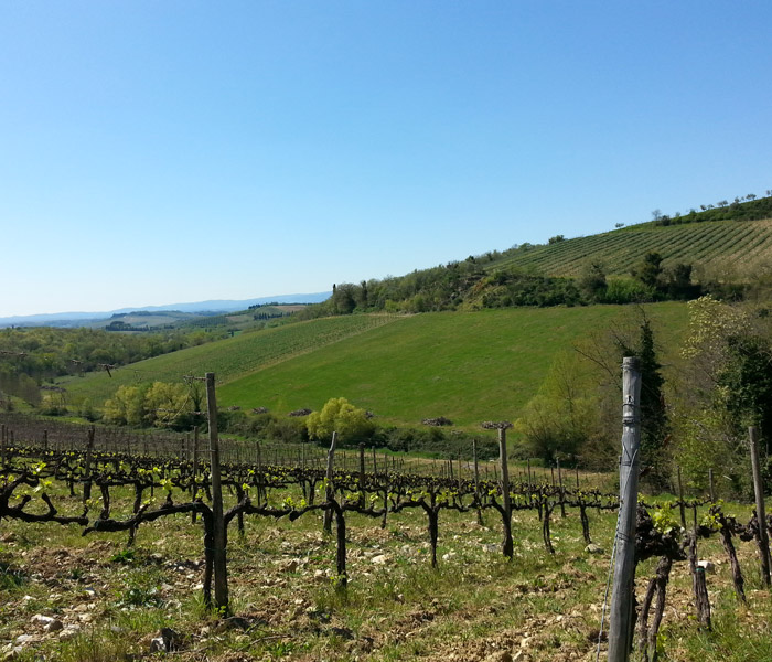 Marchesi Mazzei SpA Agricola