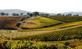 AGRISOING IN “MAREMMA TERRA DI VINI”