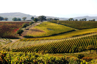 AGRISOING IN “MAREMMA TERRA DI VINI”