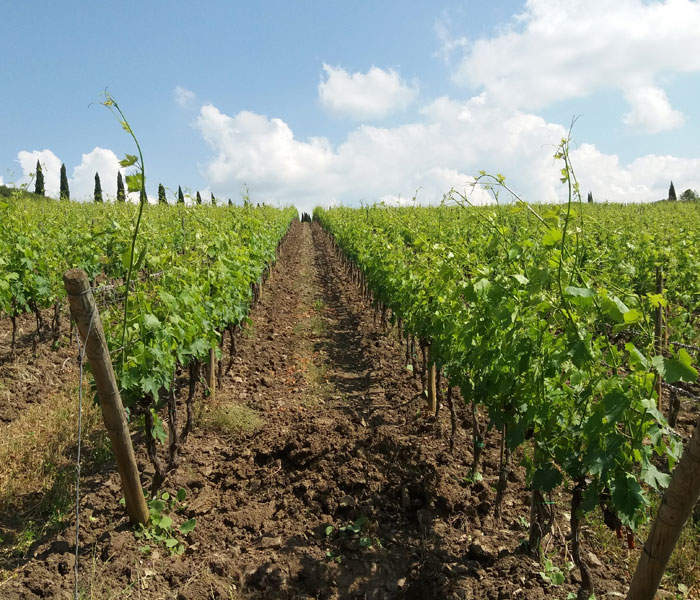 Poggio Antico – Caratterizzazione delle alte colline di Montalcino