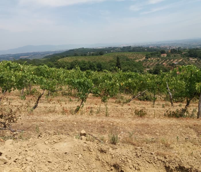 Marchesi Antinori S.p.A. | Caratterizzazione integrata dei suoli per la progettazione del nuovo impianto viti-vinicolo
