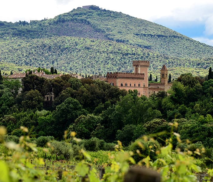 Azienda Agricola Castello di Bolgheri | Caratterizzazione integrata dei suoli aziendali