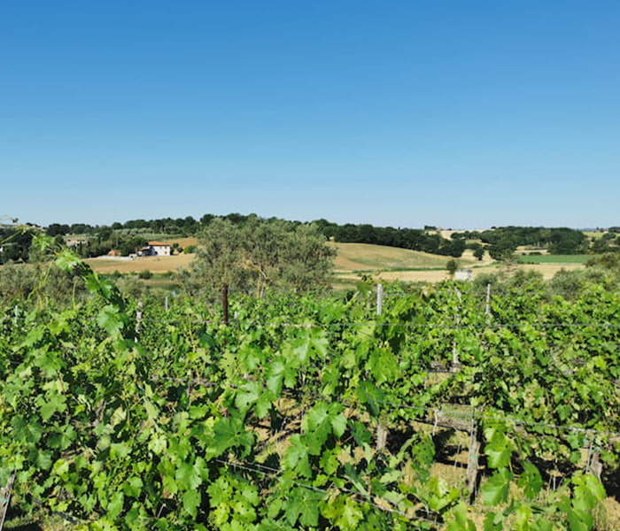 Caratterizzazione integrata dei suoli nella tenuta sperimentale della Toscana (Cesa)